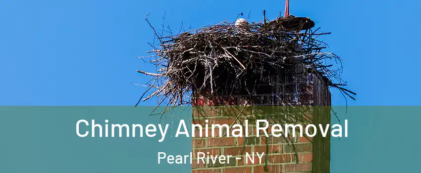  Chimney Animal Removal Pearl River - NY